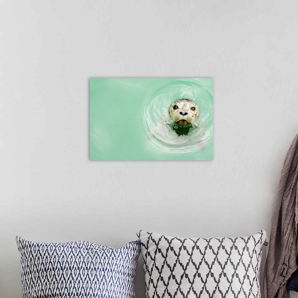 A bohemian room featuring Portrait of a seal in water