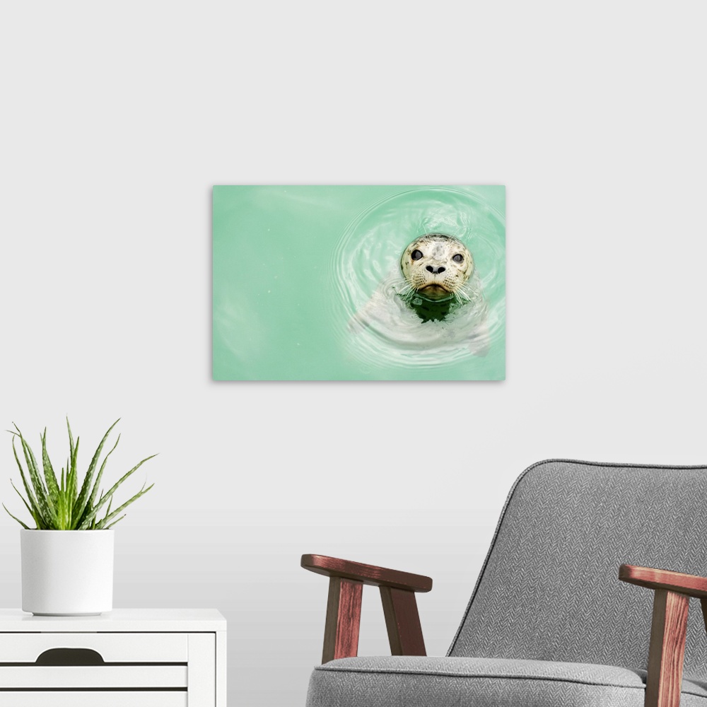 A modern room featuring Portrait of a seal in water