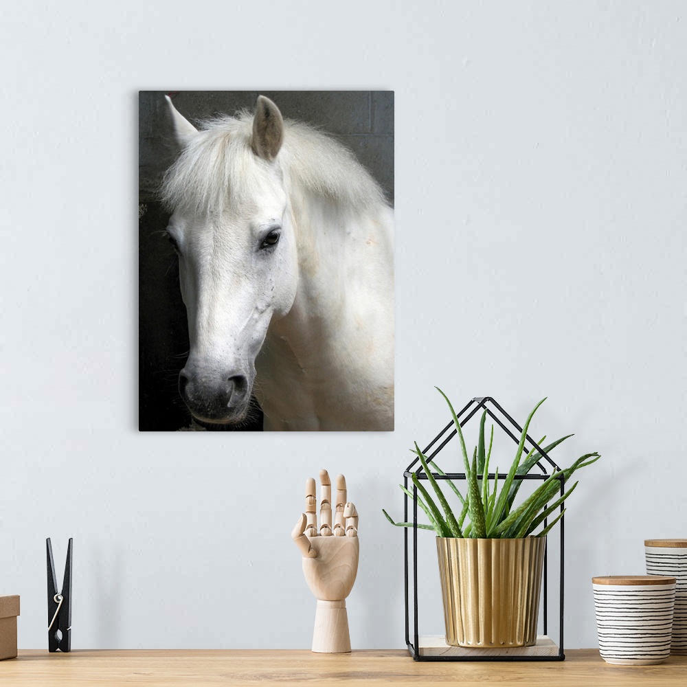 A bohemian room featuring Up-close headshot of horse in stable.