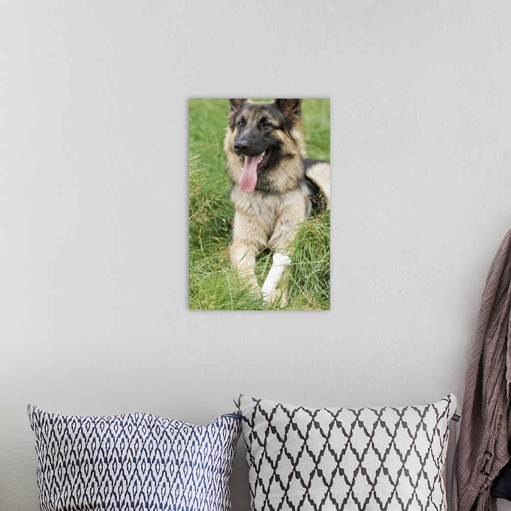 A bohemian room featuring Portrait of alsatian dog
