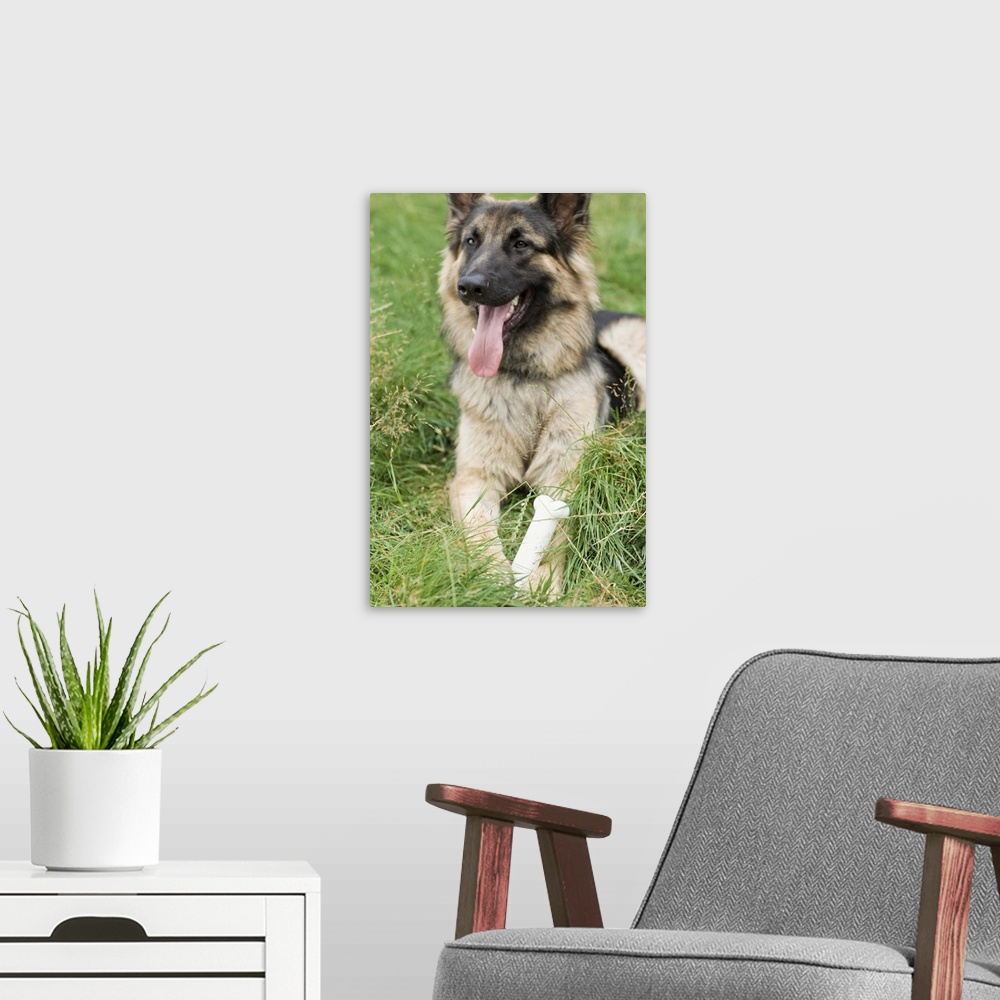 A modern room featuring Portrait of alsatian dog
