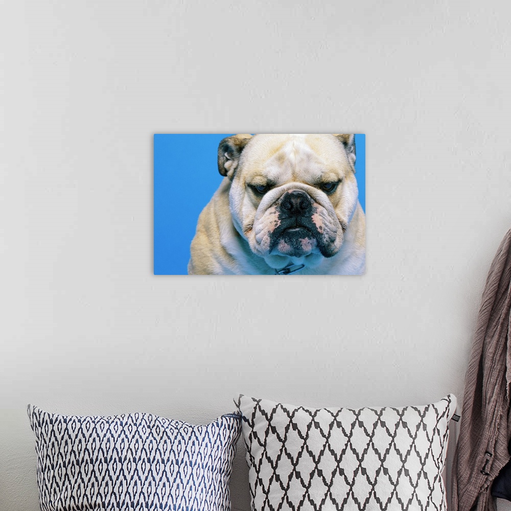 A bohemian room featuring portrait of an English bulldog