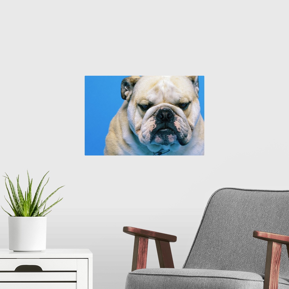 A modern room featuring portrait of an English bulldog