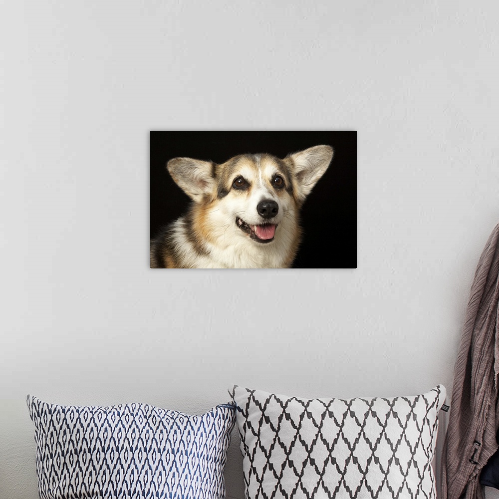 A bohemian room featuring Portrait of black, brown and white Corgi