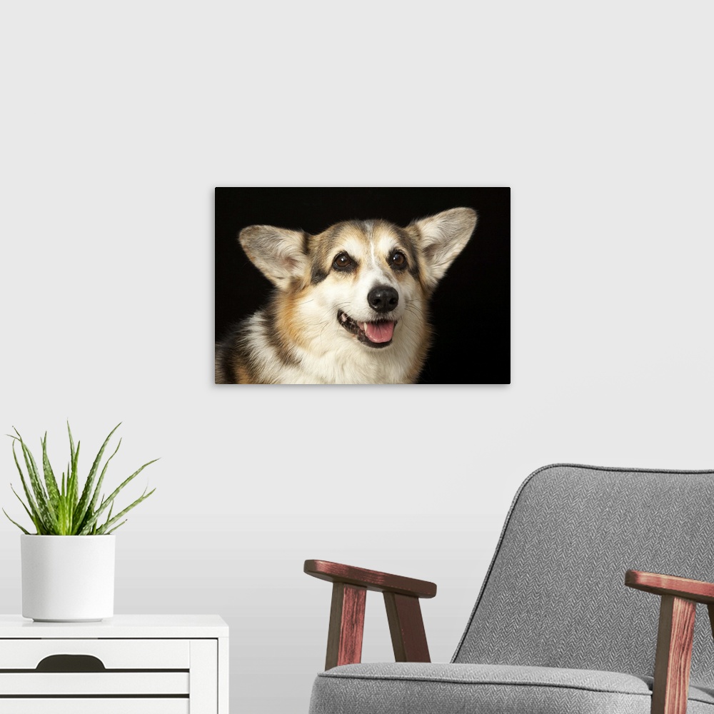 A modern room featuring Portrait of black, brown and white Corgi