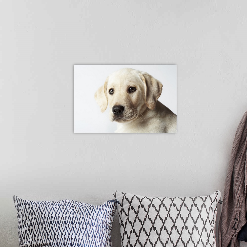 A bohemian room featuring Portrait of blond Labrador Retriever Puppy