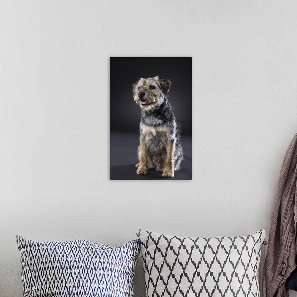 A bohemian room featuring Portrait of Border Terrier