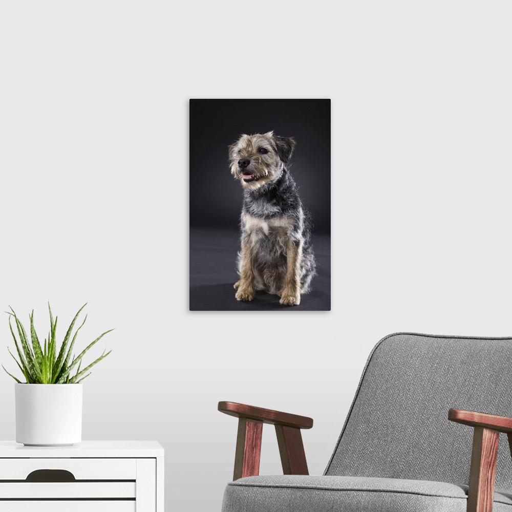 A modern room featuring Portrait of Border Terrier