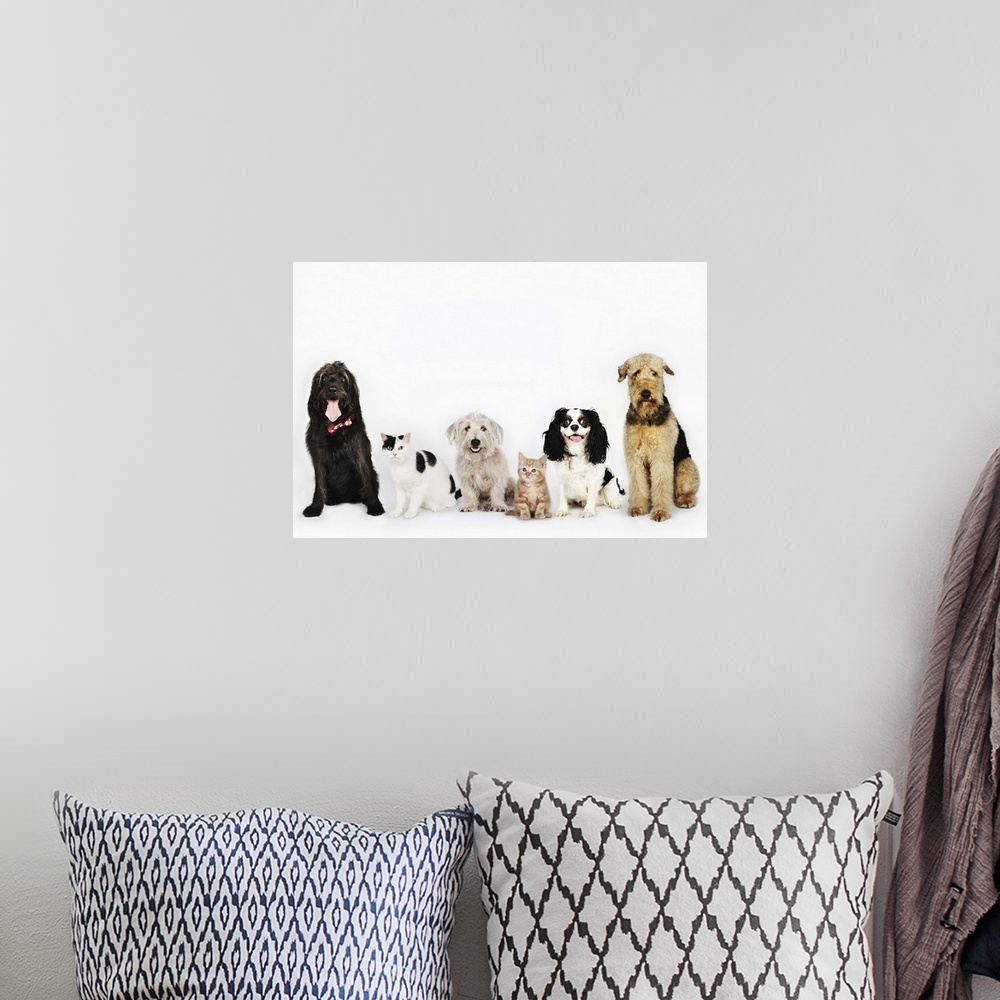 A bohemian room featuring Portrait of cats and dogs sitting together