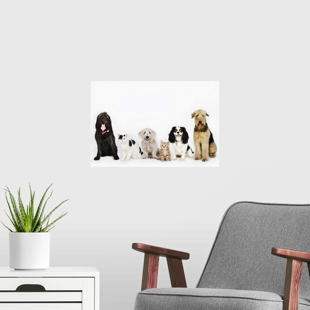 A modern room featuring Portrait of cats and dogs sitting together