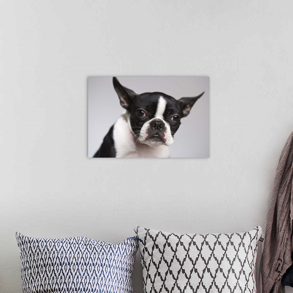 A bohemian room featuring Portrait of dog