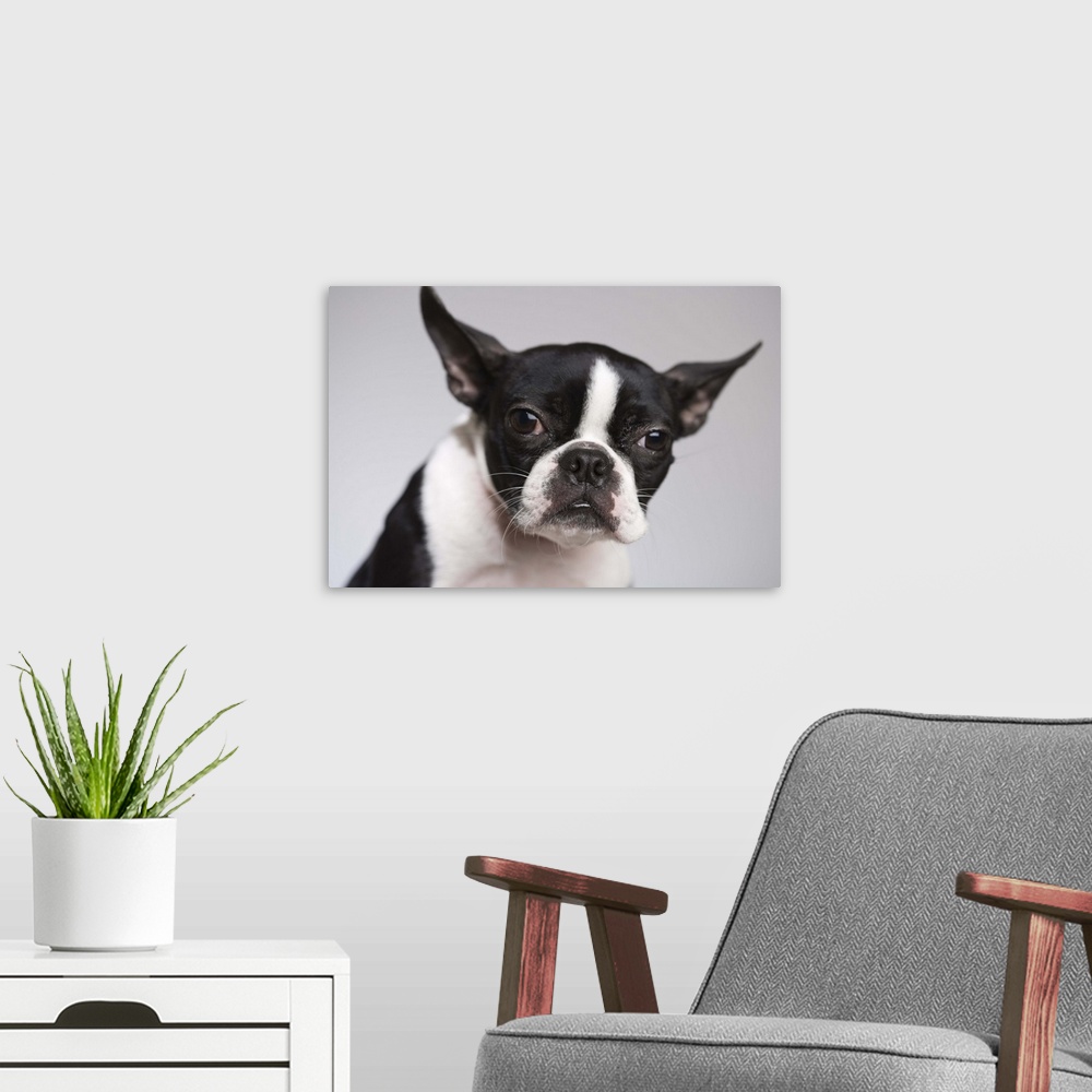 A modern room featuring Portrait of dog