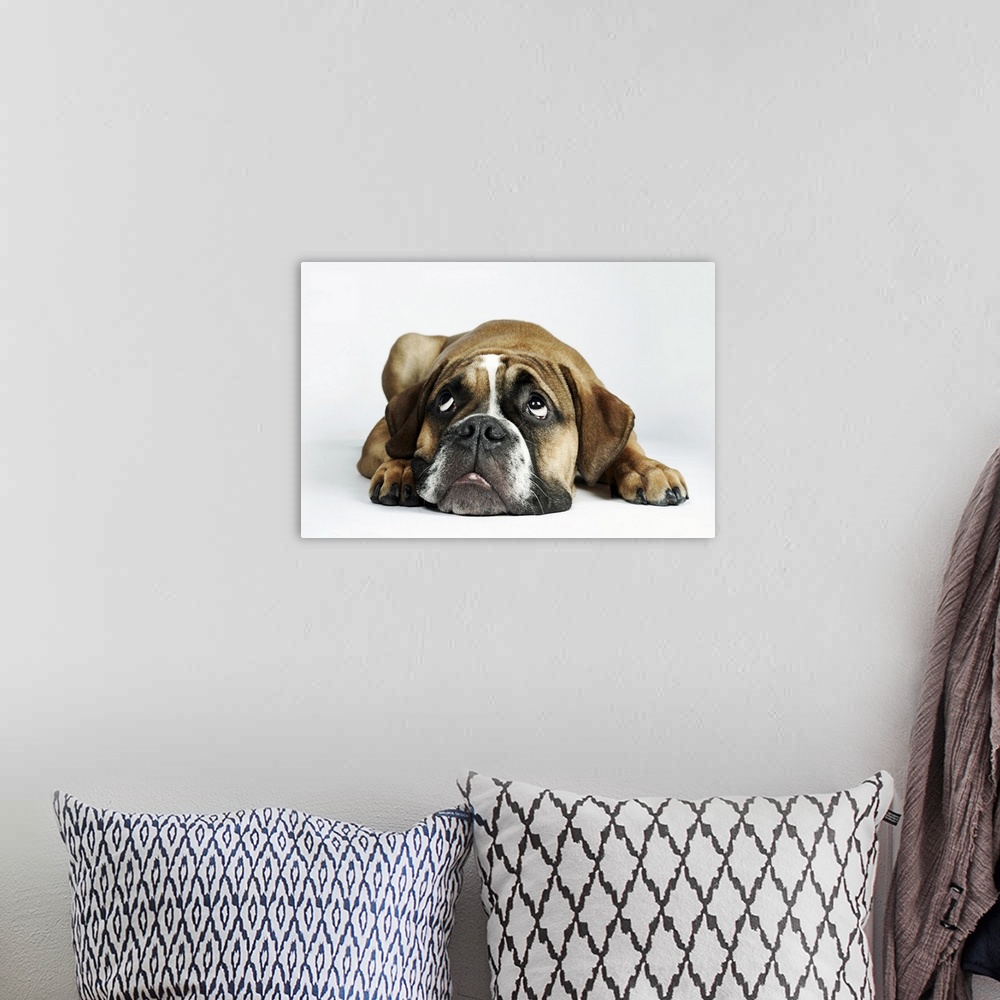 A bohemian room featuring Portrait of Dorset Old Tyme Bulldog