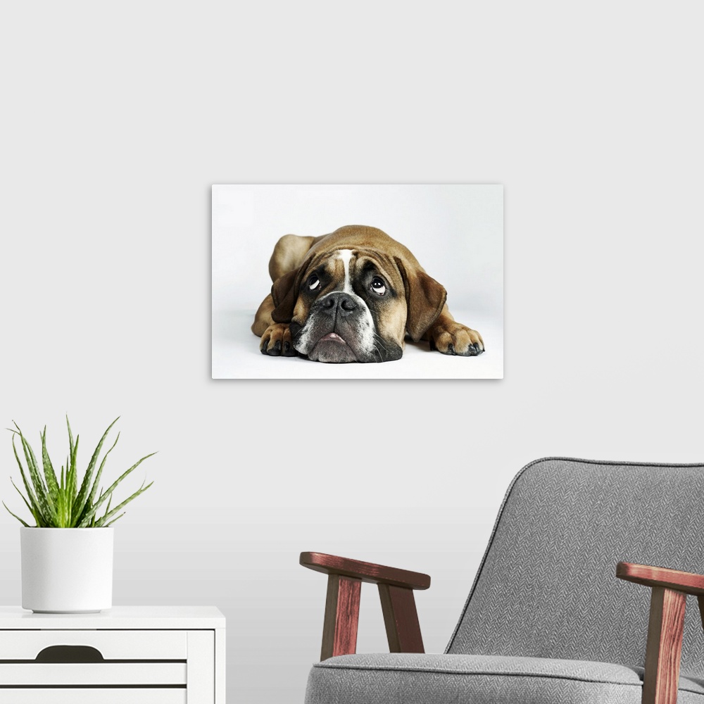 A modern room featuring Portrait of Dorset Old Tyme Bulldog
