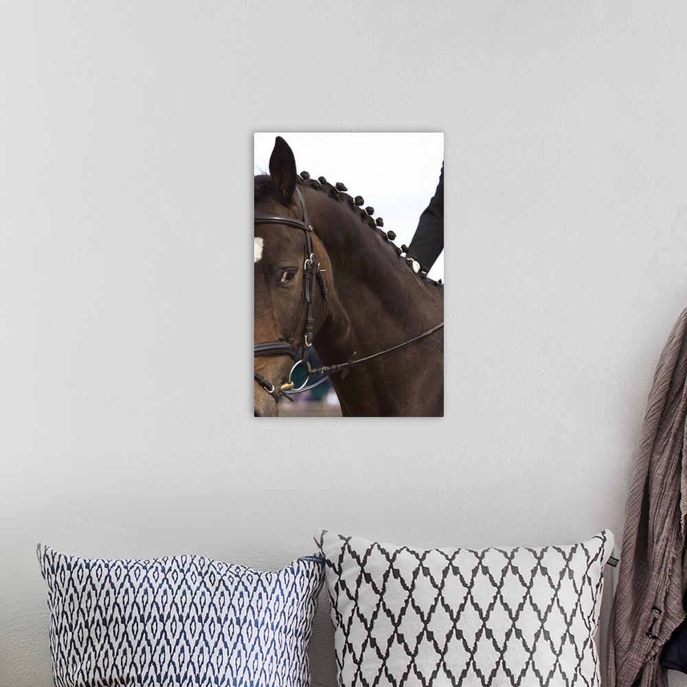 A bohemian room featuring Portrait of dressage horse