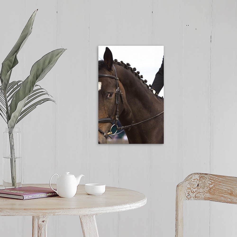 A farmhouse room featuring Portrait of dressage horse