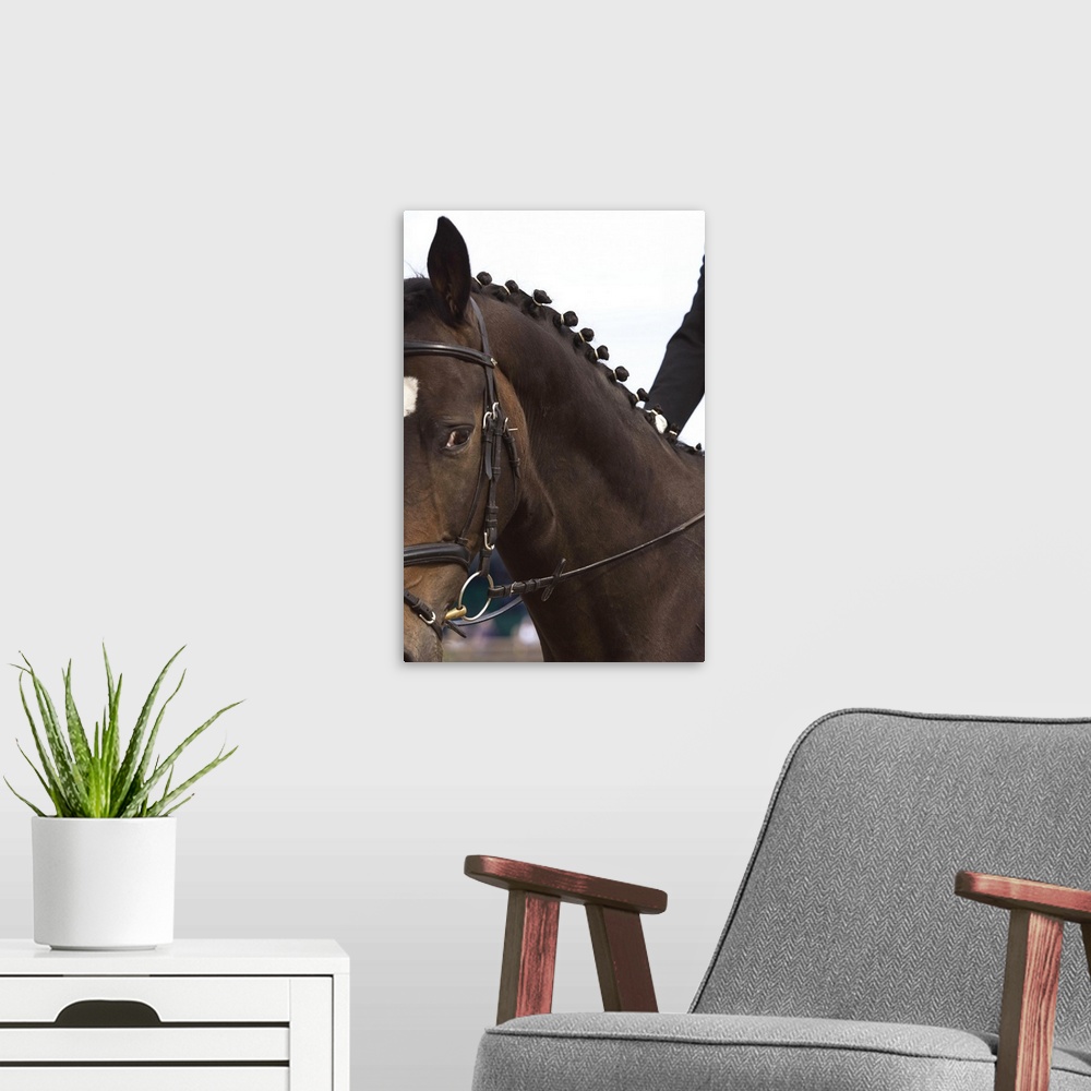 A modern room featuring Portrait of dressage horse