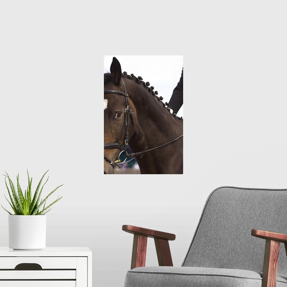 A modern room featuring Portrait of dressage horse