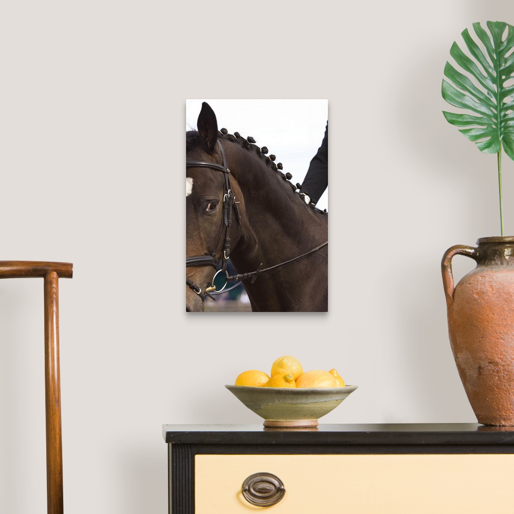 A traditional room featuring Portrait of dressage horse