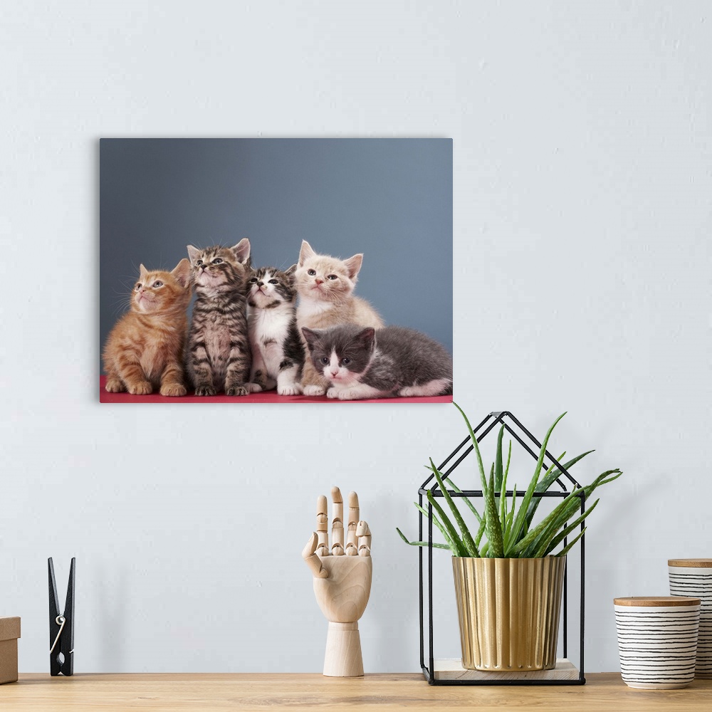 A bohemian room featuring Portrait of group of kittens