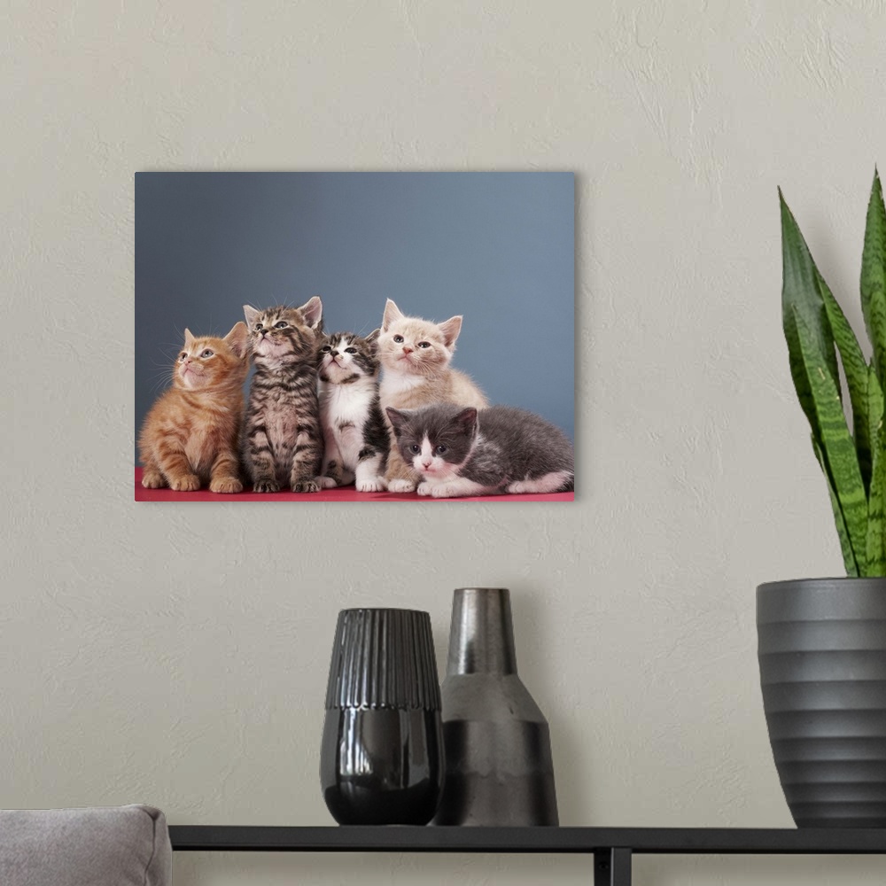A modern room featuring Portrait of group of kittens
