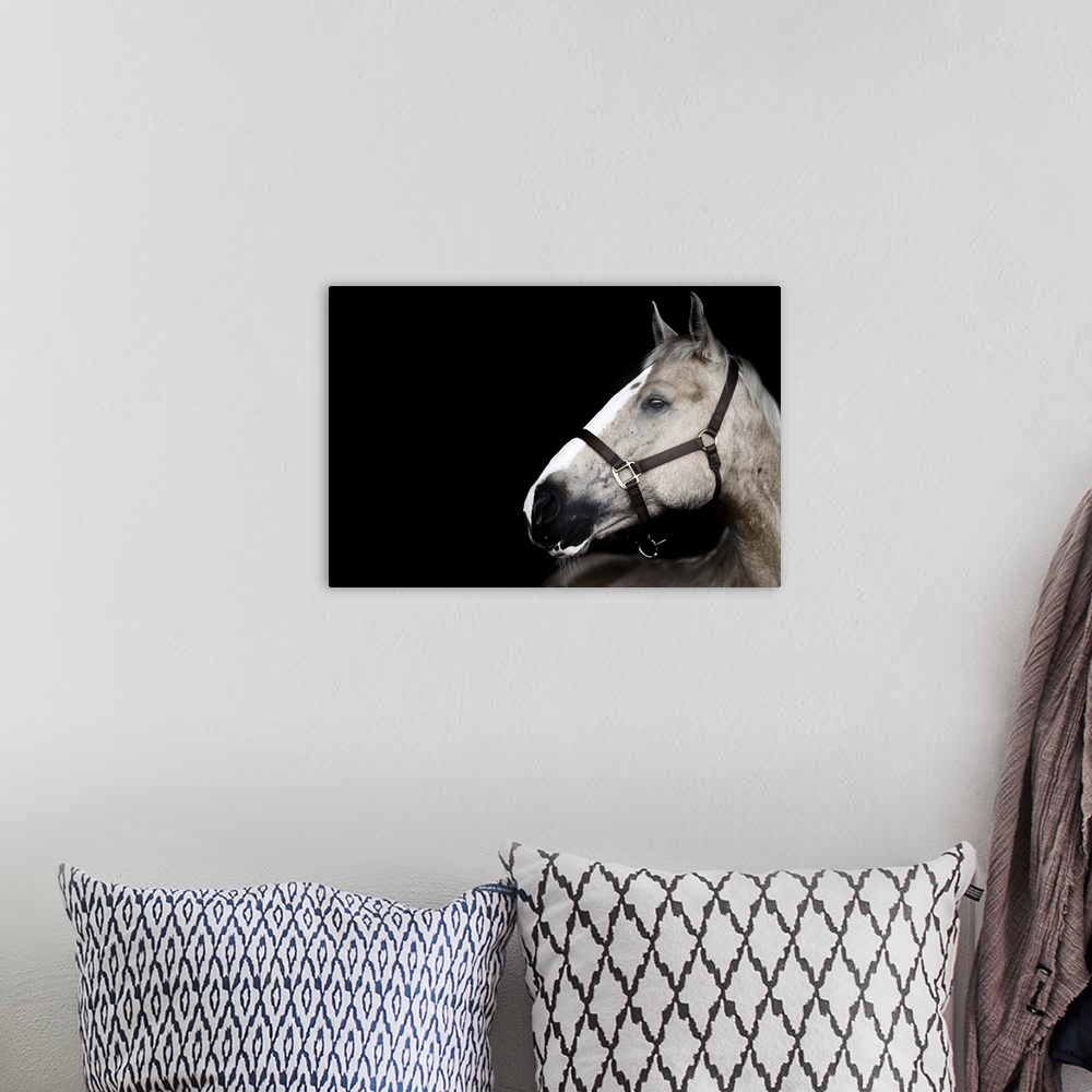 A bohemian room featuring Portrait of horse on black background.