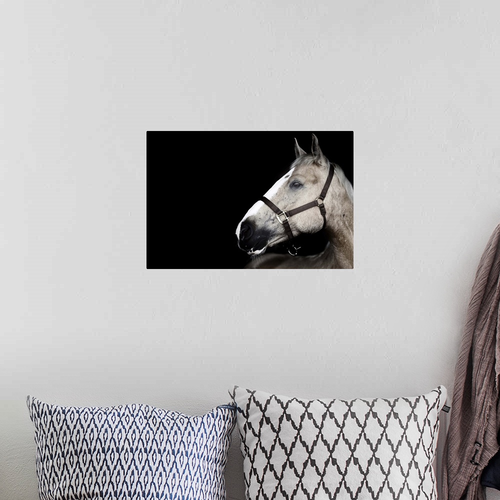 A bohemian room featuring Portrait of horse on black background.