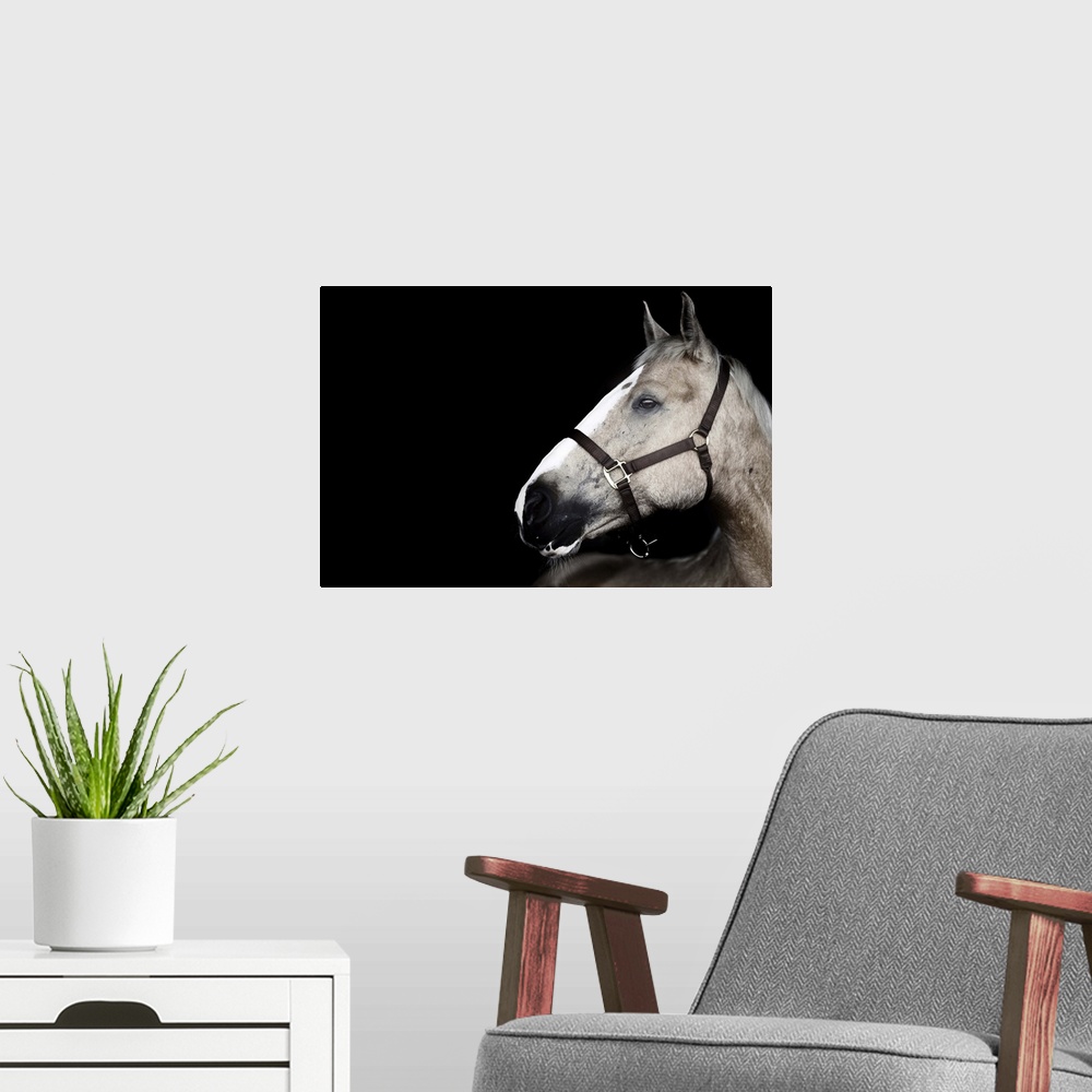 A modern room featuring Portrait of horse on black background.