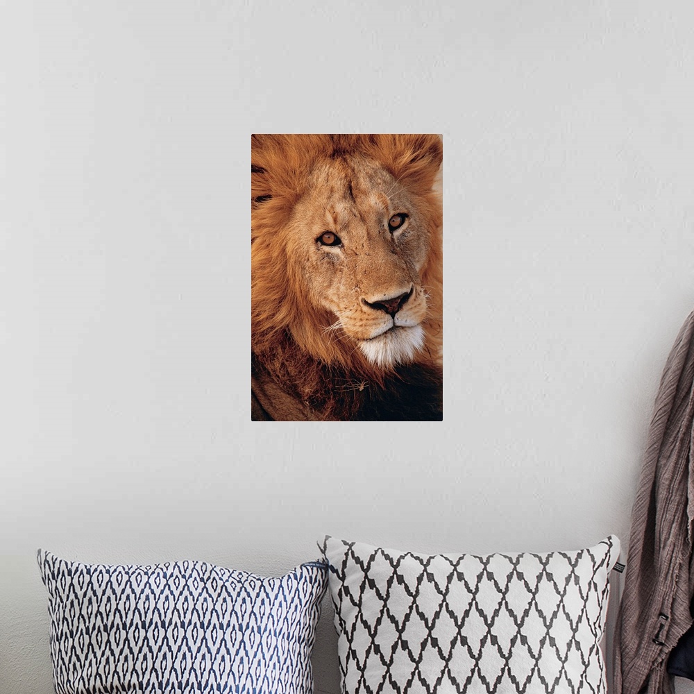 A bohemian room featuring Up-close photograph of lion's head.