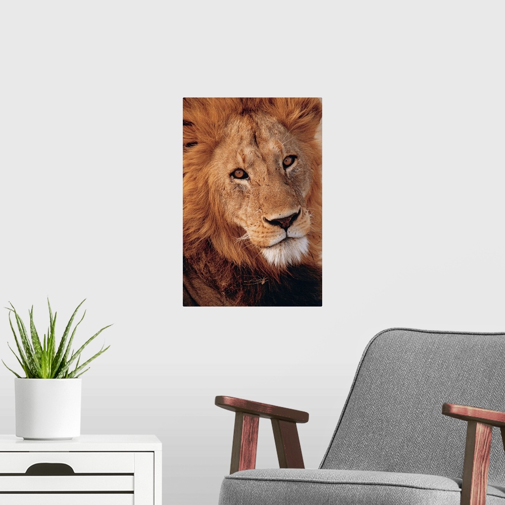 A modern room featuring Up-close photograph of lion's head.