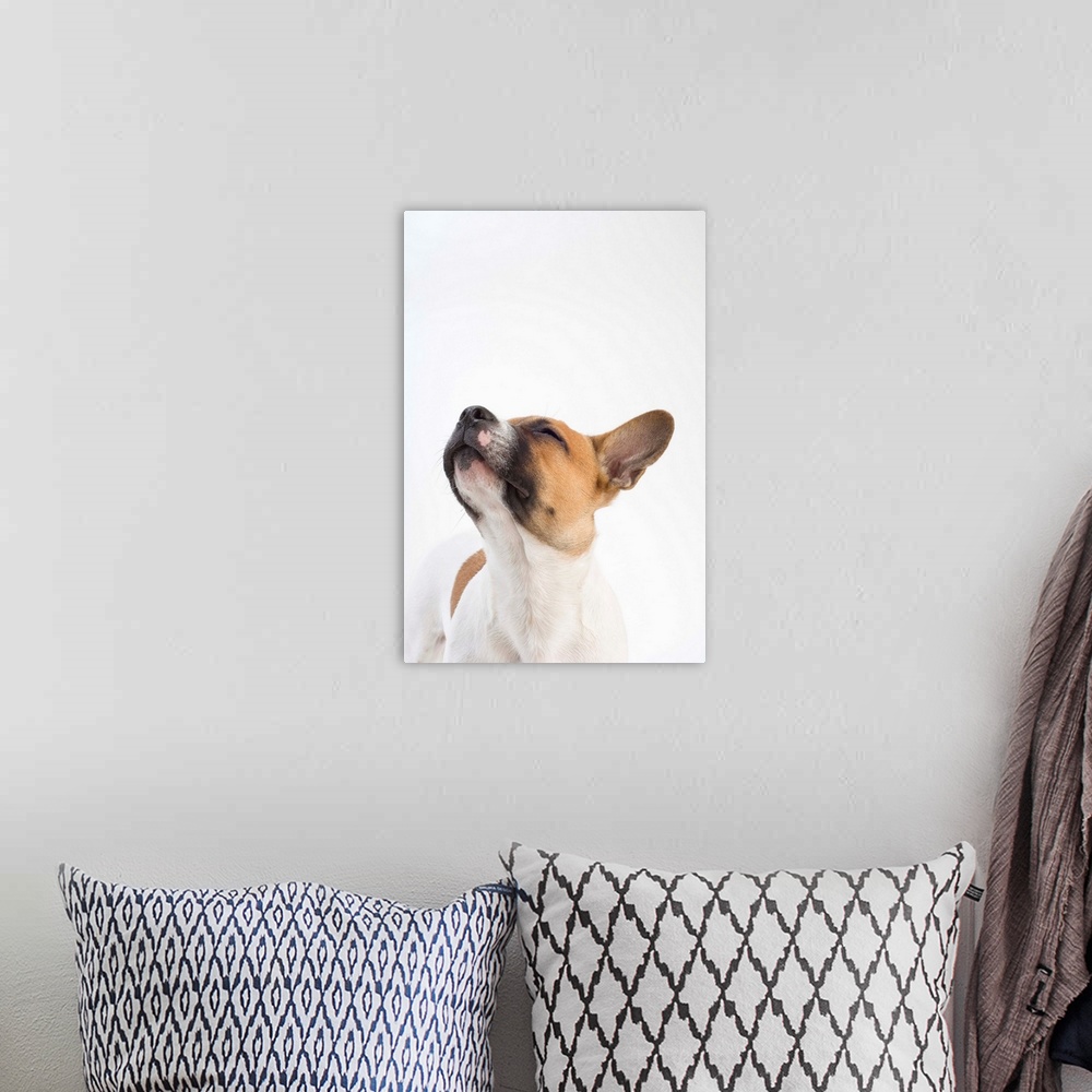 A bohemian room featuring portrait of mongrel puppy