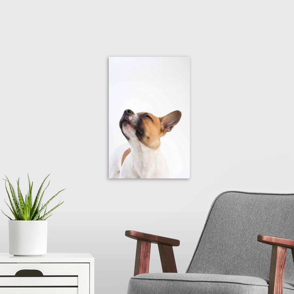 A modern room featuring portrait of mongrel puppy