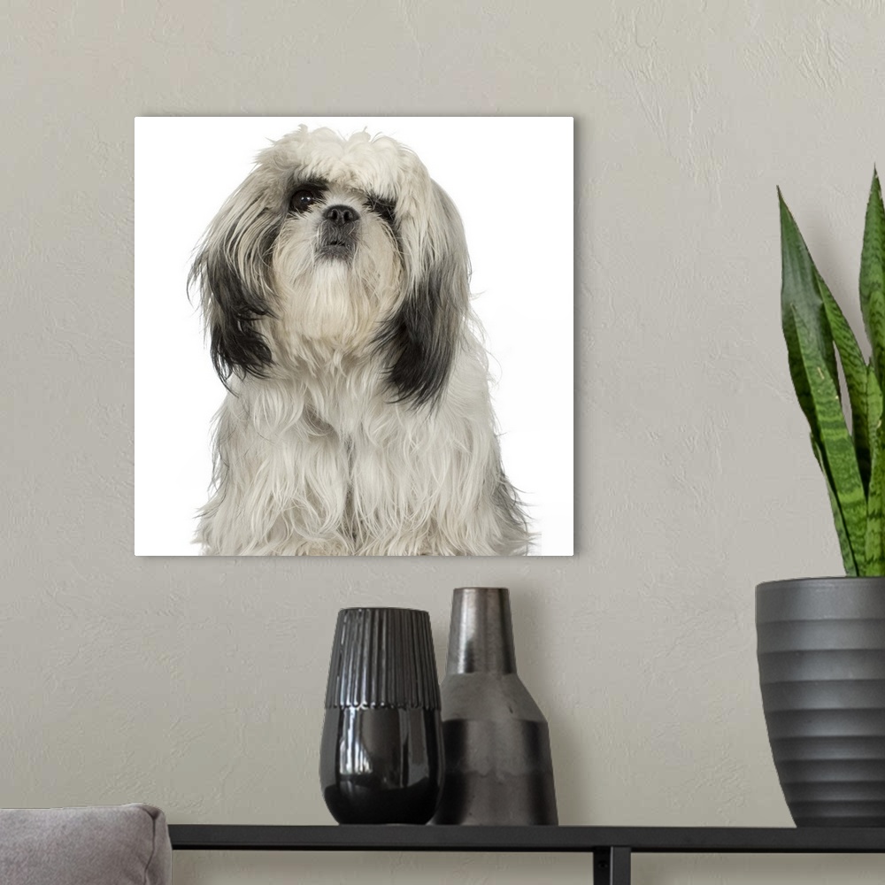 A modern room featuring Portrait of Tibetan terrier puppy
