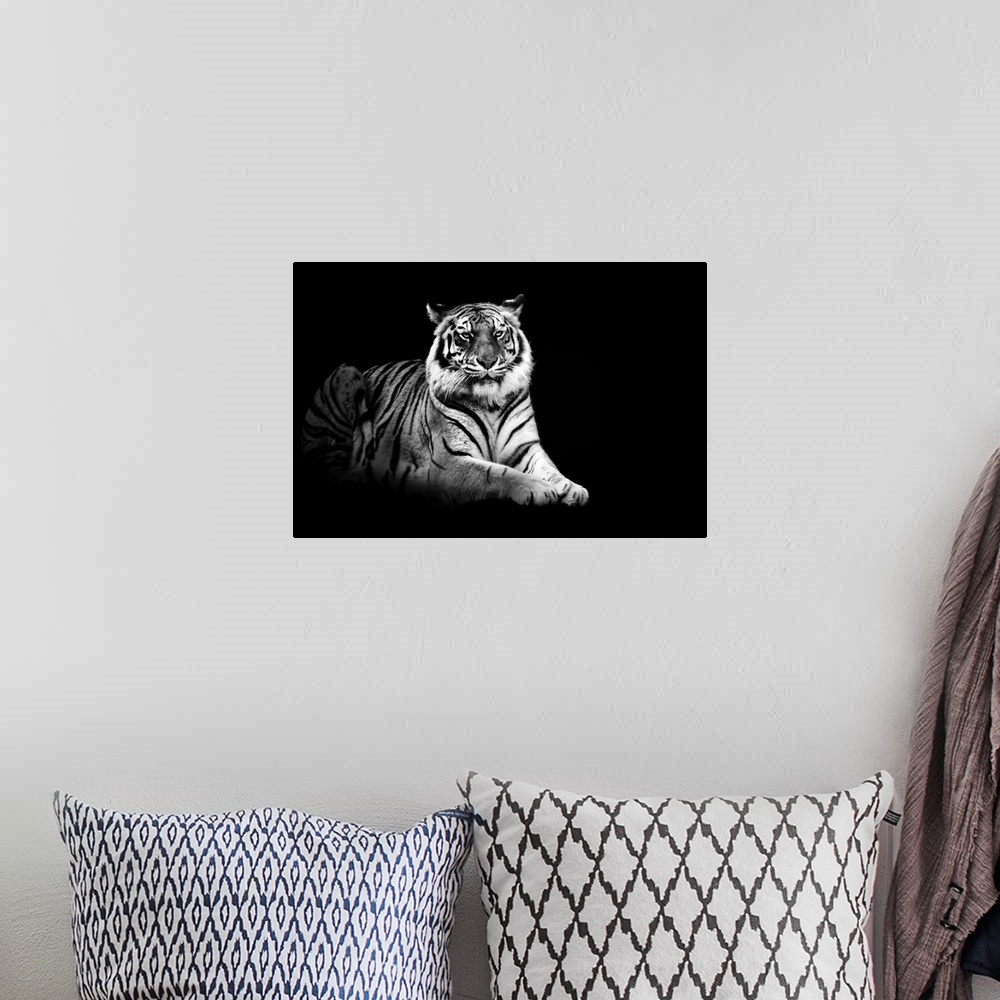 A bohemian room featuring Photograph of wildcat sitting on a dark background.