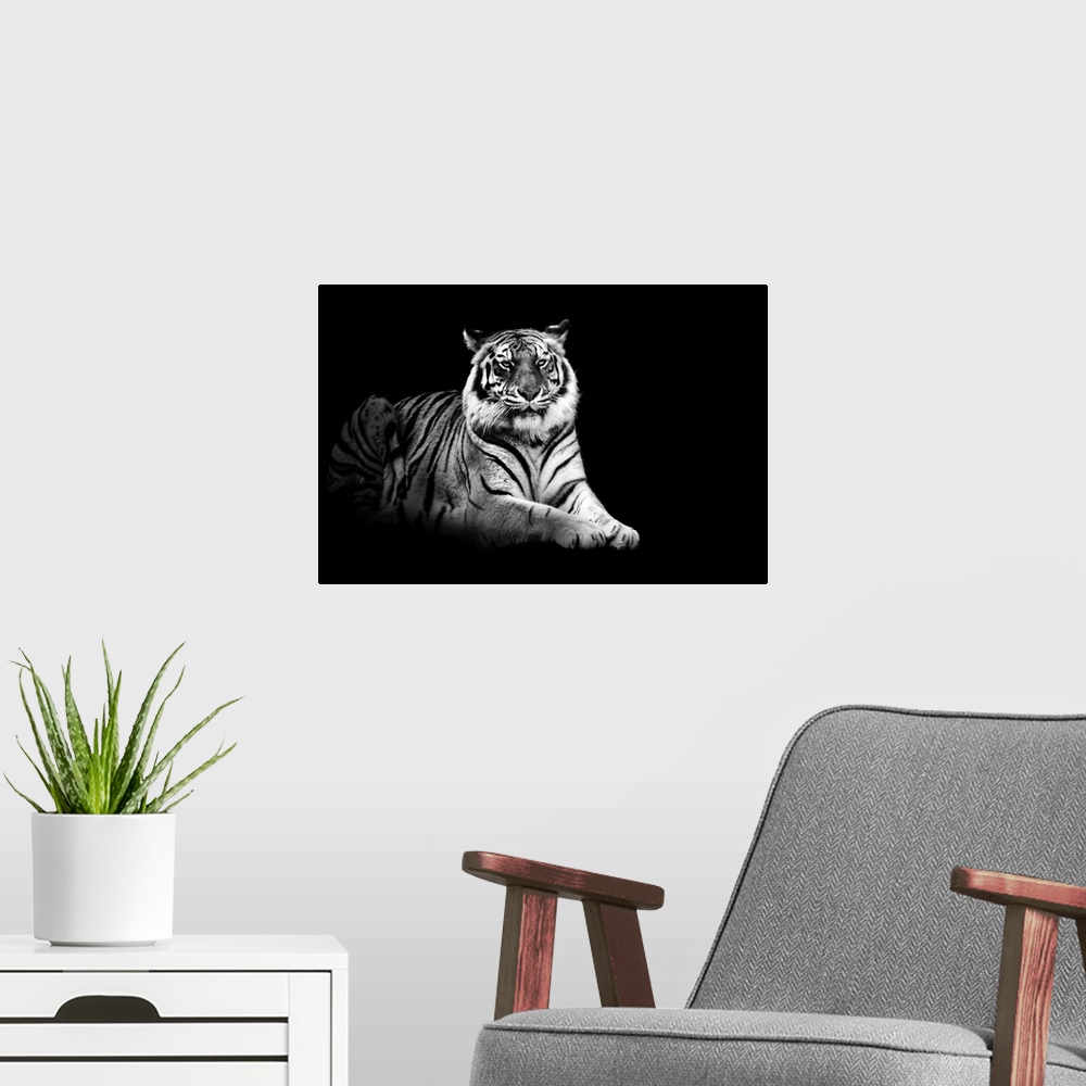 A modern room featuring Photograph of wildcat sitting on a dark background.