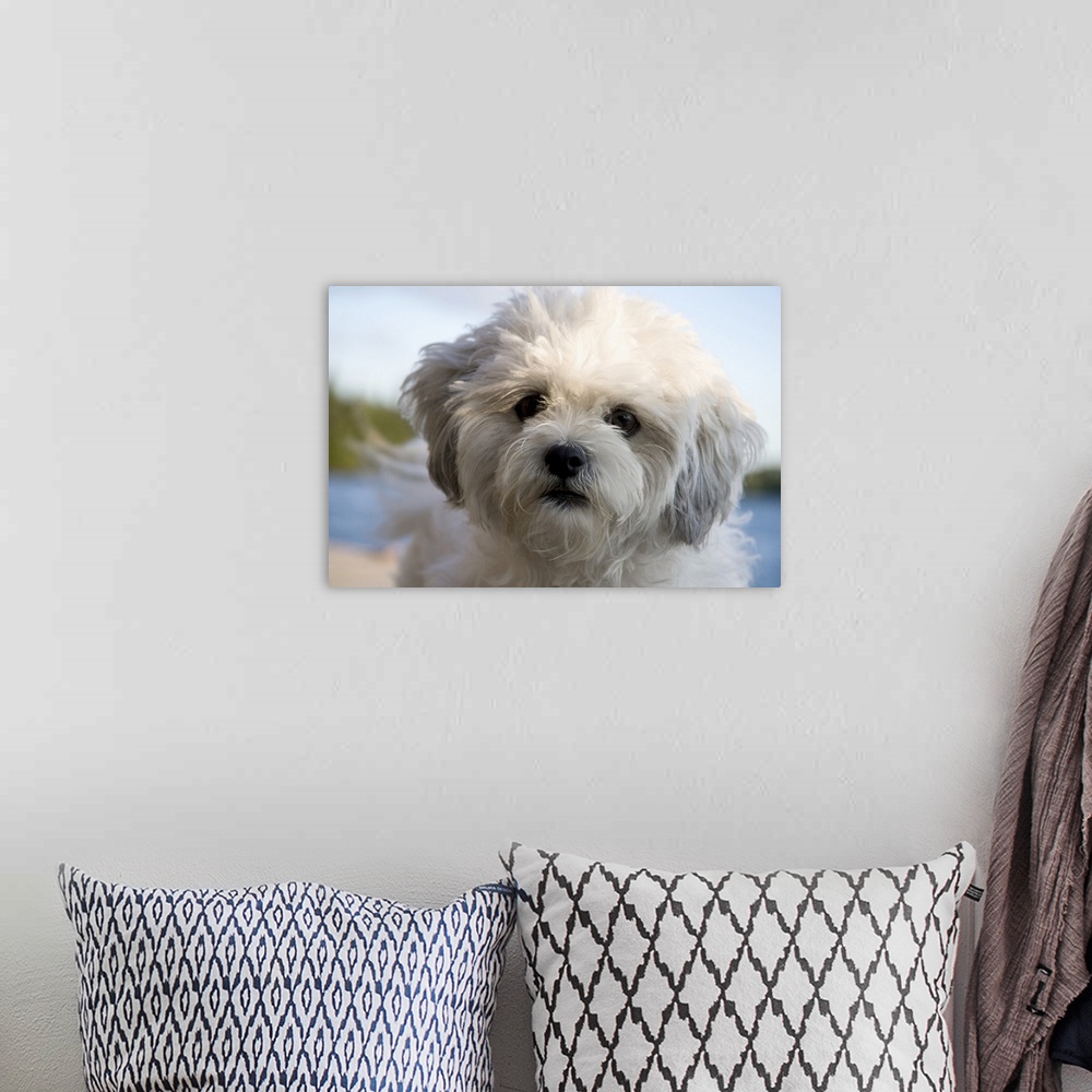 A bohemian room featuring Portrait of white dog