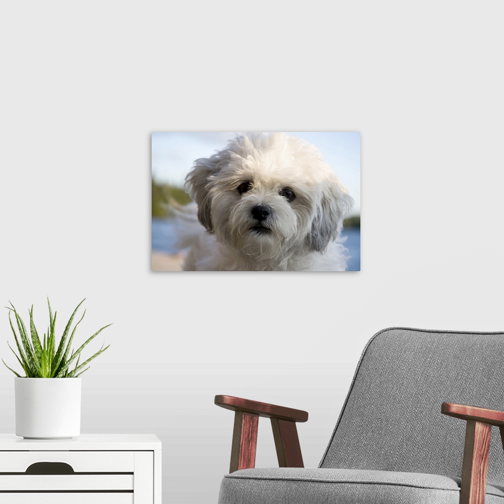 A modern room featuring Portrait of white dog