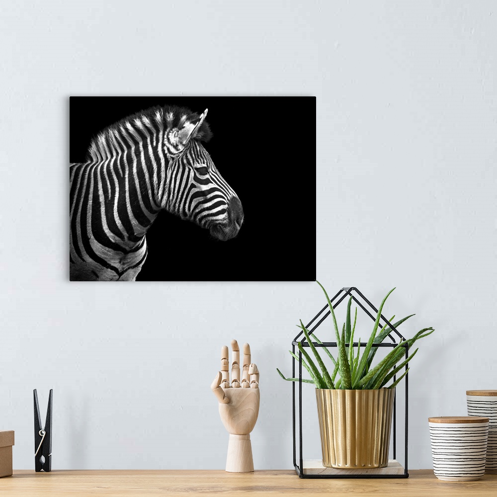 A bohemian room featuring This oversized piece is a photograph taken of a zebra from the side. Only the front half of the z...