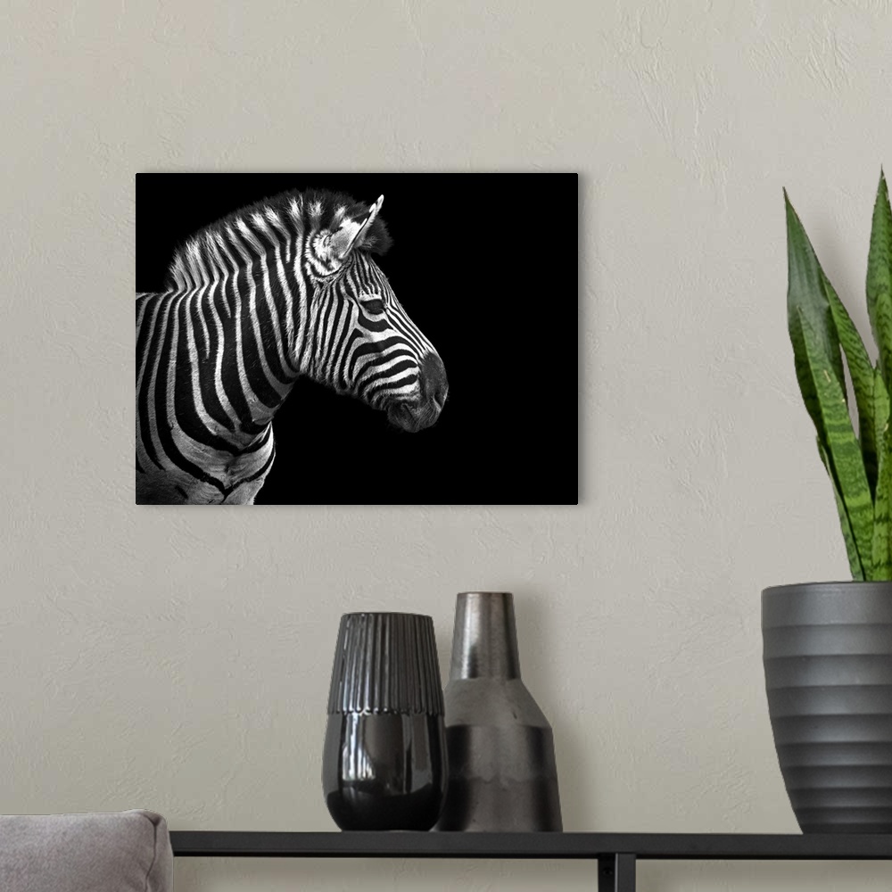 A modern room featuring This oversized piece is a photograph taken of a zebra from the side. Only the front half of the z...
