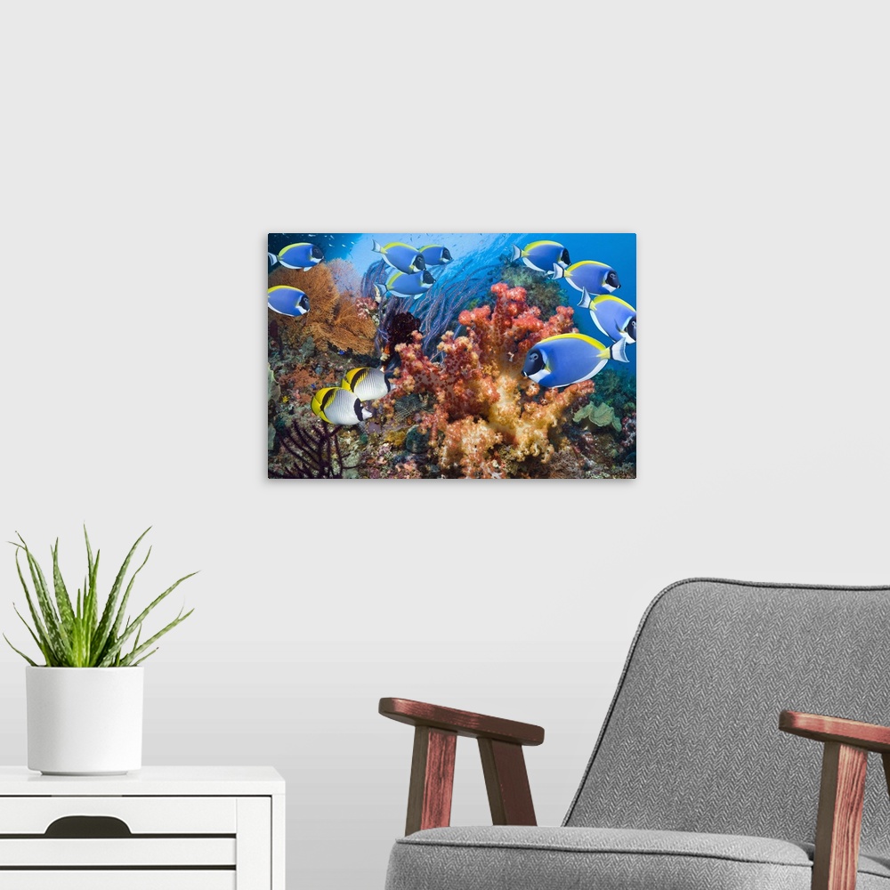 A modern room featuring Powder-blue surgeonfish (Acanthurus leucosternon) and a pair of Lined butterflyfish (Lined butter...