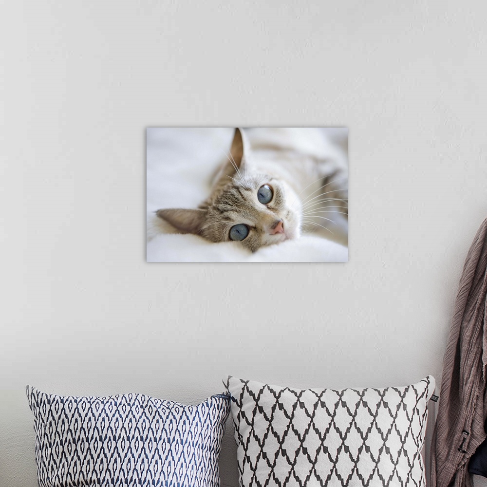 A bohemian room featuring Pretty white cat with blue eyes laying on couch.