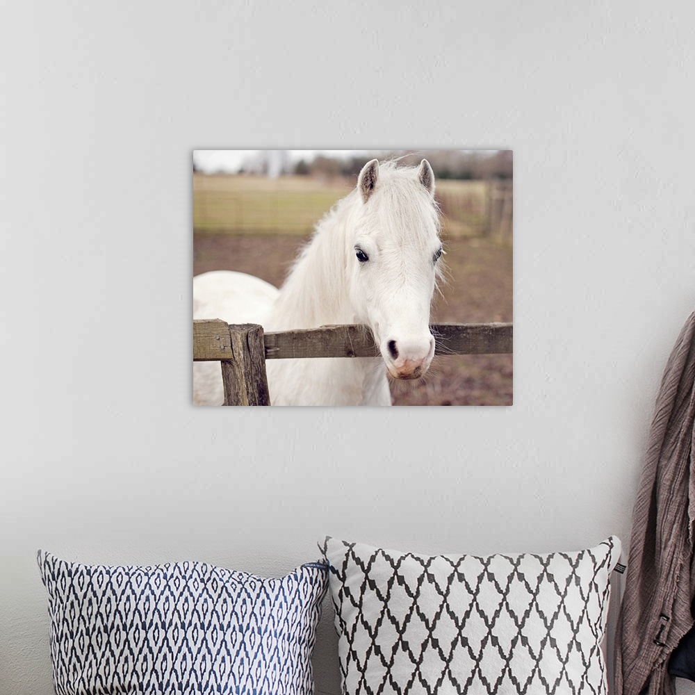 A bohemian room featuring A pure white pony peers over a wooden fence in his pasture.
