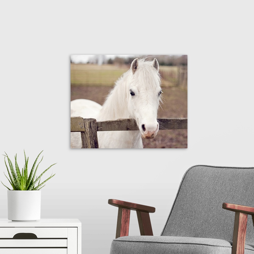 A modern room featuring A pure white pony peers over a wooden fence in his pasture.