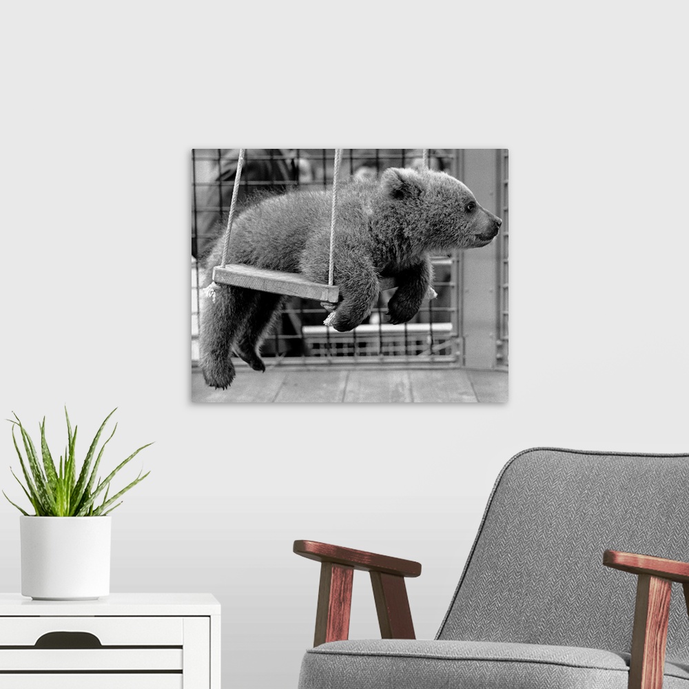 A modern room featuring Nikki, the Russian bear cub belonging to Princess Anne, loves to ride on the swing in his cage at...