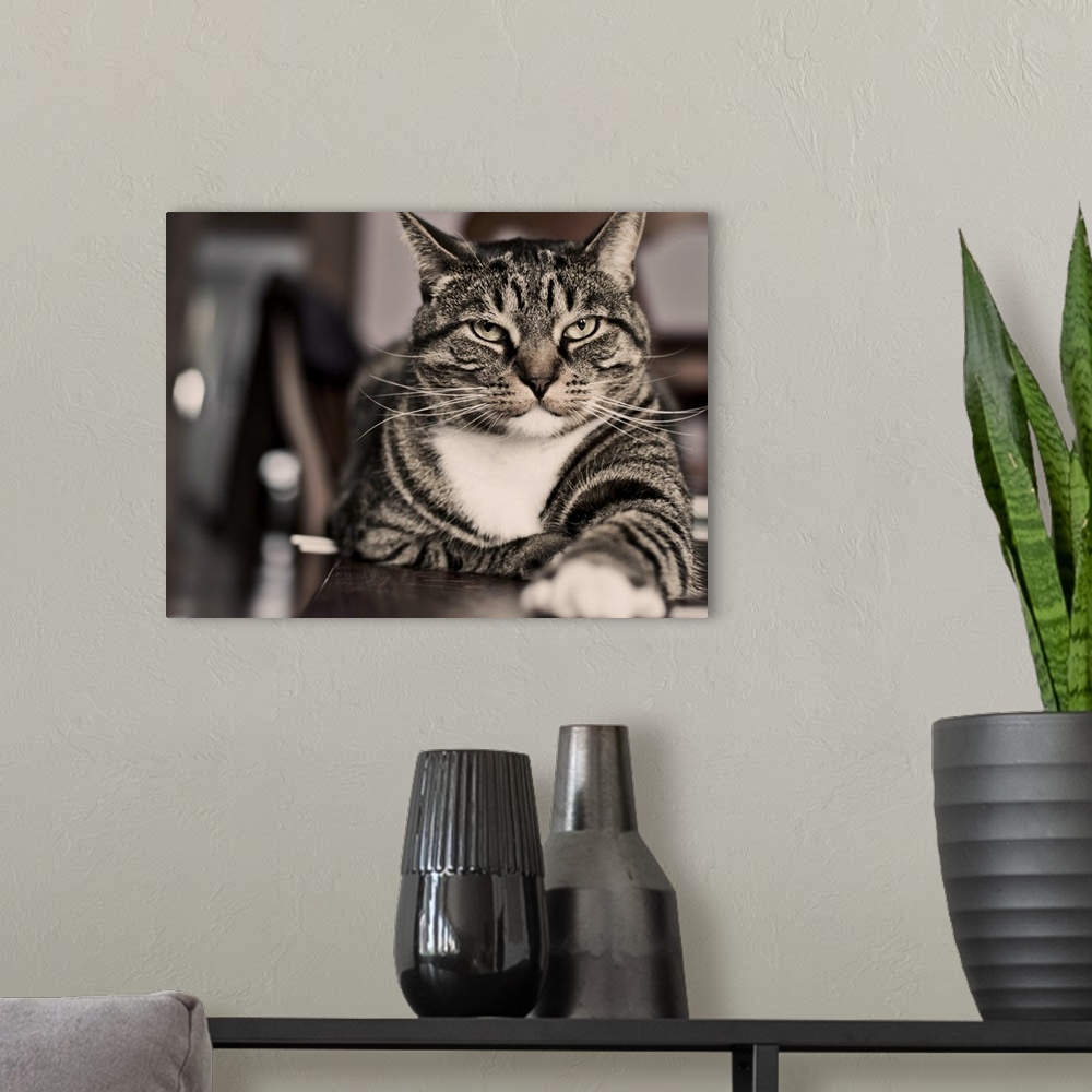 A modern room featuring Proud cat.