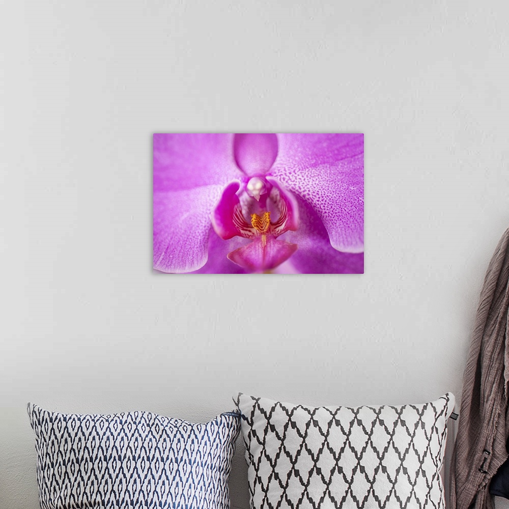 A bohemian room featuring Puerto Rico, Old San Juan, close up of purple orchid flower