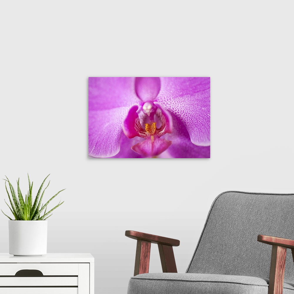 A modern room featuring Puerto Rico, Old San Juan, close up of purple orchid flower
