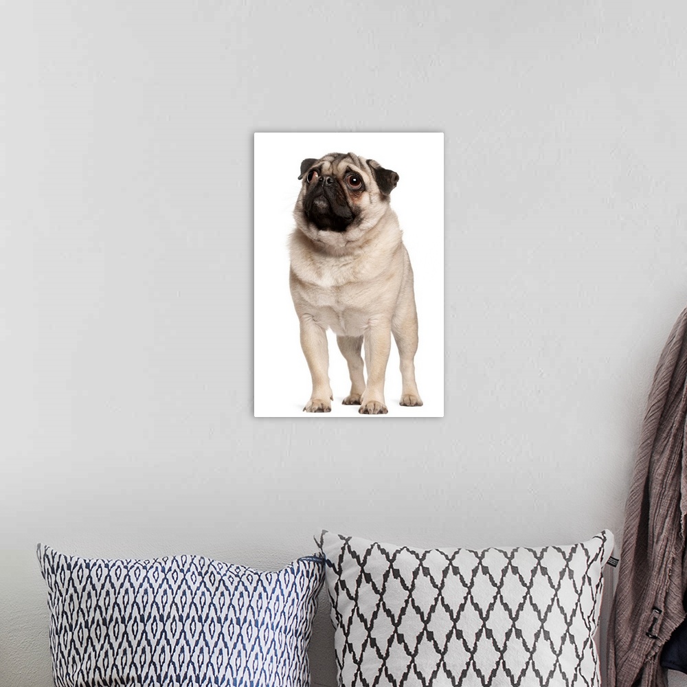 A bohemian room featuring Pug (13 months old) looking up