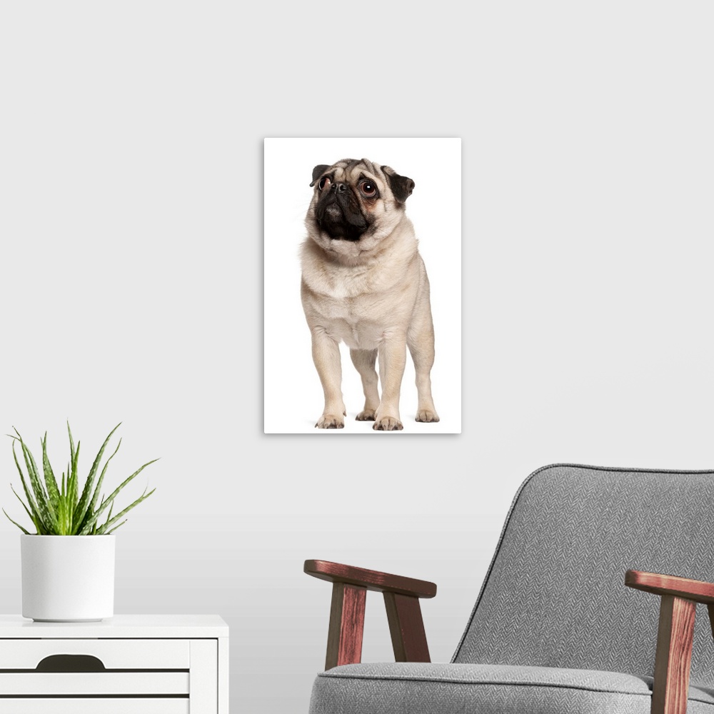 A modern room featuring Pug (13 months old) looking up