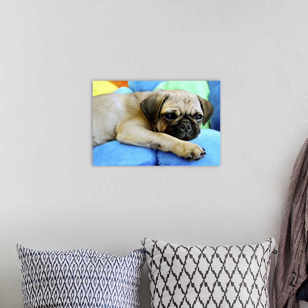A bohemian room featuring Pug laying on pillows